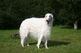 BARZOI 194